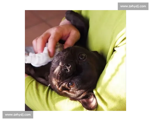 赛法斗：踢击独尊的优雅格斗艺术